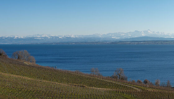 Blick nahe Meersburg über den Bodensee zu den Alpen | Bild: Jörg Braukmann/Wikipedia/CCBYSA